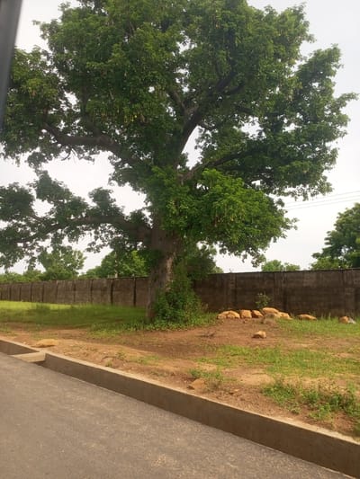 A large tree with broad branches and green foliage dominates the frame, its trunk thick and gnarled. Hanging from its branches are long, pale seed pods. The tree stands in a dirt and grass area, bordered by a low concrete wall. The wall is weathered and dark, with patches of green vegetation growing around its base and on the other side. In the foreground, a paved road runs alongside a concrete drainage channel. The sky is overcast. The scene appears to be a public or semi-public space, possibly an area near a road within the city of Baccure Kofare, Nigeria.