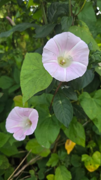 The image shows two light pink trumpet-shaped flowers with white centers, surrounded by green foliage. The flowers are facing upwards and slightly to the left. The larger flower is in the upper right portion of the frame, and the smaller one is in the lower left. The leaves are various shades of green, some broad and heart-shaped, others more elongated. There are also some dried grass stalks visible at the bottom. The overall scene appears to be in an outdoor, natural setting, likely a garden or wild area. There is no indication of Cekule, Latvia.