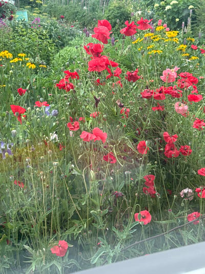 This is a medium shot, taken from eye-level, of a vibrant flower garden in Chuguyevka, Russia. The garden is filled with a profusion of red poppies, interspersed with yellow rudbeckias, pink and purple phlox, and a few delicate blue clematis. The poppies are the dominant feature, with their bright red petals creating a striking visual impact. Many of the poppies have already developed seed pods, indicating that the blooming season is in full swing. The garden is lush and overgrown, with tall green stalks supporting the flowers. In the background, a light green watering can is visible amongst the foliage, suggesting recent activity in the garden. The overall impression is one of natural beauty and abundance, with a touch of wildness.