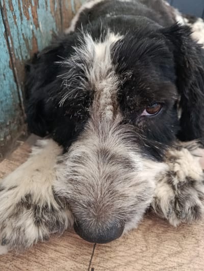 A medium shot captures the face of a black and white dog, its head resting on a wooden floor. The dog's fur is a mix of black and white, with a prominent white blaze running down its snout. Its brown eye is visible and appears to be looking towards the viewer. The background consists of a weathered, blue wooden surface, possibly a wall or fence, with visible grain and peeling paint. The lighting suggests an indoor or shaded outdoor setting. The image is composed tightly, focusing on the dog's face and paws.