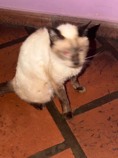 A Siamese-patterned domestic cat is captured indoors, exhibiting significant motion blur, particularly across its head and upper body. The cat sits or crouches on a terracotta-colored tiled floor, which features dark grout lines and scattered debris. Its eyes display a prominent red-eye effect from flash photography. The animal's fur is light cream on the body, with dark brown or black points on its ears, face mask, paws, and tail. A light purple wall with a darker baseboard or lower trim is visible in the background. The scene is located in a structure within the city of Partido de Quilmes, Argentina.
