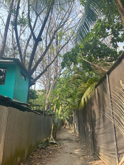The image shows a narrow alleyway between two fences in Santa Fe, Costa Rica. The alleyway is lined with tall, lush trees and foliage, and a dirt path runs down the center of the alleyway. The left fence is made of corrugated metal, and the right fence is made of wire mesh. There is a teal-colored building with a window to the left of the path. There is a single person walking in the distance. The scene is located at 9.643° N, 85.168° W. The environment is lush and tropical, and the air is likely humid. The temperature is likely warm.
