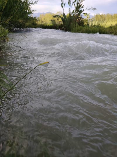The image depicts a flowing river in Grigorevka, Kyrgyzstan. The scene is dominated by the churning, white-capped water in the foreground and middle ground, with the current creating visible ripples and waves. On the left bank, lush green vegetation and reeds are partially submerged, with a slender stalk of grass extending into the water, its tip slightly yellowed. The background shows a dense line of green trees and reeds along the riverbank, with distant mountains visible under a hazy, overcast sky.
The lighting suggests it is daytime, likely morning or late afternoon, given the soft, diffused light. The overall mood is one of natural serenity and the power of flowing water. There are no people or discernible man-made objects in the frame, focusing entirely on the natural landscape. The vegetation and mountainous backdrop are consistent with the geography of Kyrgyzstan. No text is visible in the image.