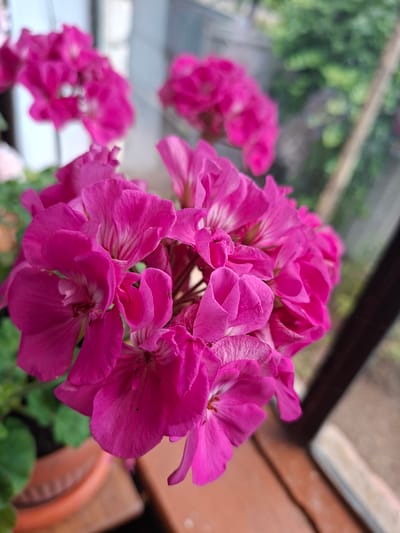 The image is a close-up photograph of bright pink geranium flowers in a pot. The flowers are in full bloom and are the main focus of the image. They are located indoors, near a window or glass structure, as suggested by the blurred green foliage and a wooden frame in the background. The overall impression is one of vibrant natural beauty. No specific location in the city of Gorkovskiy, Russia, can be identified from the image alone.