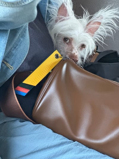 A small, white dog with sparse fur and large, erect ears peeks from behind a brown leather purse and several pieces of clothing, including a denim jacket. The dog has a pinkish complexion and dark brown eyes. A yellow tag with colored stripes is attached to the purse with a metal ring. The background is composed of soft furnishings, possibly a couch, with the overall scene suggesting an indoor environment. The image was taken in Pesochny, Russia.