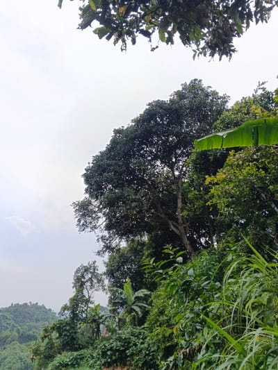 This image displays a dense tropical forest environment in Inawi, Papua New Guinea, under an overcast sky. The upper two-thirds of the frame consist of a light grey sky with minimal cloud discernible. The foreground and midground are characterized by lush, varied green vegetation. Tall, slender, light green leaves are visible on the far right, and a broad, bright green banana-like leaf extends horizontally from the mid-right. A thick canopy of dark green trees with visible trunks and branches occupies the central and right portions of the image. In the distant background, on the left, several forested hills are visible, receding under the uniform sky. No individuals, animals, or artificial structures are present.