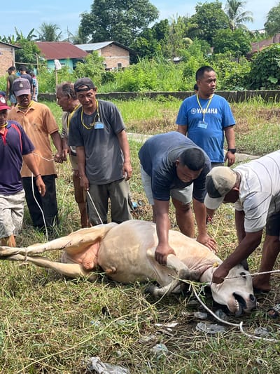 In Paya Geli, Indonesia, a group of men are restraining a cow on a grassy field. The cow is lying on its side, with ropes tied around its legs and neck. Several men are holding the ropes to keep the cow still, while one man has his hands on the cow's head. The men are wearing casual clothing, and some have lanyards around their necks. In the background, there are trees, buildings, and a blue sky.