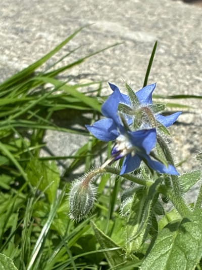 An outdoor, close-up, eye-level shot features a small, star-shaped, blue flower with a fuzzy green bud. The flower is in focus on the right side of the frame, with its petals spread wide. The bud, also fuzzy, is located to the left of the flower, hanging downwards. Green blades of grass surround the flower and bud, with some blades extending into the upper left corner of the image. The background consists of a rough, grey, textured surface, possibly concrete or stone, which is out of focus. There are no people or animals present in the image. The scene is set in the city of Bad Hersfeld, Germany.