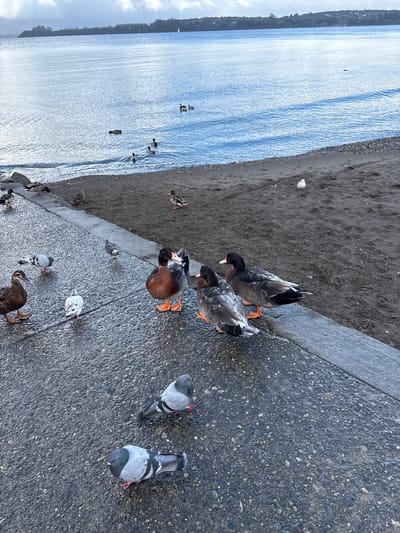 The image shows a waterfront scene in Puerto Varas, Chile. A gray concrete walkway separates a dark sandy beach from the blue water of Lake Llanquihue. A group of ducks and pigeons are on the walkway. Three ducks with dark heads, gray and black bodies, and orange feet stand close to the edge of the walkway. Several other ducks and pigeons are scattered nearby. A few ducks are swimming in the lake. The sky is cloudy, and the shoreline of the lake is visible in the background.