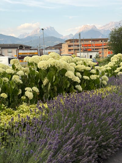 This is a vertical, eye-level, medium shot of a garden border with a backdrop of mountains and buildings. The garden features a dense planting of hydrangeas with large, creamy white flower clusters, and a mass of lavender with delicate purple blooms. The hydrangeas are in the foreground and midground, with their lush green foliage contrasting with the lighter flowers. The lavender is to the right, creating a vibrant band of purple. Behind the garden, there are several multi-story buildings with orange window frames. In the distance, majestic mountains rise, their peaks shrouded in a light haze. The sky is a pale blue with some wispy clouds. A white truck with yellow tanks is visible on the left side of the image, bearing the text "BERTSCHI AG" and "DORNACH". A lamppost is also visible. The scene appears to be set during the daytime, under clear to partly cloudy weather. The overall impression is one of a vibrant and well-maintained outdoor space juxtaposed with urban architecture and natural landscapes.