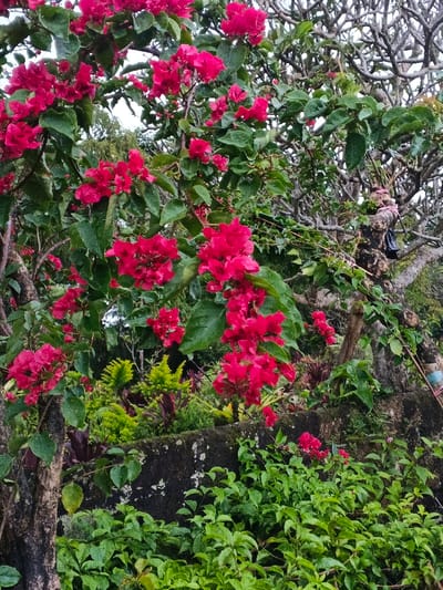 The image displays a vibrant bougainvillea plant featuring numerous clusters of bright magenta-pink bracts and green leaves, many appearing wet, in Pea Reang District, Cambodia. To the upper right, a large tree with bare, gnarled, intertwining grey-brown branches is visible. A dark, irregularly shaped object, possibly plastic, is tied to one of these branches with pink tape, and a section of blue and white tape is secured to another lower branch. A dark, textured wall, likely concrete or stone and partially covered with moss, horizontally traverses the lower mid-section of the frame. Behind this wall, various green and some reddish-purple plants are present, including a distinct bright green, finely-leafed plant on the left. Dense green foliage covers the immediate foreground below the wall. No individuals or discernable human activities are present in the scene.
