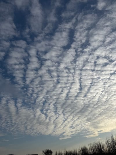 The image captures an outdoor scene in Apshak, Uzbekistan, predominantly featuring a vast sky above a narrow land strip. The upper approximately 80% of the frame displays a deep blue sky largely covered by a dense formation of white and light gray clouds. These clouds are arranged in multiple parallel, undulating bands and patches, creating a distinct rippled texture across the sky. Illumination suggests a low sun angle from the lower right portion of the frame, casting partial shadows within the cloud formations. The lower approximately 20% of the frame depicts a narrow horizontal band of land. On the far left, a light-toned, flat-topped structure is partially visible, suggesting the upper portion of a man-made construction. A solitary, leafless tree with a dark, sparse branch network stands centrally on the horizon line. To the right, a dense, linear formation of tall, thin, dark, leafless plant stalks occupies the remainder of the horizon line, creating a silhouetted boundary against the lighter sky. No people, animals, or discernible actions are depicted.