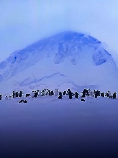 A wide shot depicts a snow-covered landscape under an overcast, bluish sky. In the foreground and mid-ground, a large colony of approximately 40 to 50 penguins is scattered across a gentle, snow-covered slope. The penguins appear as dark silhouettes, some standing upright, others in various crouched or prone positions. No specific actions or interactions beyond group presence are clearly discernible. In the background, a large, snow-capped mountain dominates the upper portion of the frame, its peak partially obscured by atmospheric haze or clouds. The environment is characterized by vast expanses of snow and ice, reflecting a cold, polar climate. The scene is located in Madzherito, Bulgaria.