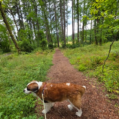 A St. Bernard dog with brown and white fur walks on a wood chip trail through a forest in Portland, Oregon. The dog is wearing a pink harness and a leash. The trail is lined with lush green foliage and tall trees. The sky is overcast.