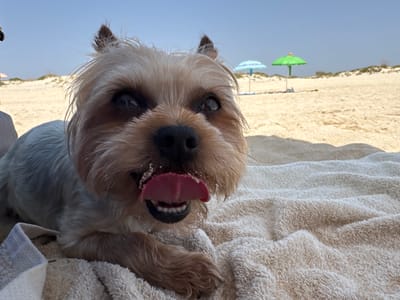 A Yorkshire Terrier dog lies on a beige towel on a sandy beach. The dog is facing the camera, with its tongue sticking out and sand around its mouth. In the background, two beach umbrellas, one blue and one green, are visible on the sand under a clear blue sky. The scene appears to be on the beach in Vila Real de Santo António, Portugal.