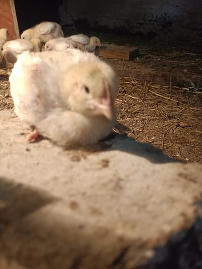 The image is a close-up, low-angle, and out-of-focus photograph of several young chicks huddled together on a rough, light-colored surface. The chicks are predominantly white and yellow, with some showing pink legs and feet. One chick in the foreground is particularly blurry, with its head turned towards the right. Behind the foreground chicks, other chicks are visible, some partially obscured. The background is dark and appears to be an indoor enclosure, possibly a coop, with hay or straw scattered on the ground. The lighting suggests an artificial light source. There is no information about the city of Auly, Ukraine, or any specific location within it provided in the image.