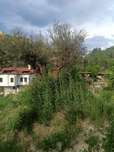 The image depicts a serene outdoor scene, likely in Melnik, Bulgaria, characterized by lush greenery and a rustic architectural style. In the foreground, a sloping hill is covered in dense, green vegetation. Behind this, a traditional white building with a red-tiled roof stands prominently. This structure features dark-framed windows and a stone foundation. Two Bulgarian flags are visible near the building, suggesting a location of cultural or historical significance.

Dominating the midground are two large, old trees with gnarled trunks and sprawling branches, their leaves forming a natural canopy. To the right, beyond the trees and vegetation, a series of stone structures and covered seating areas are nestled into the hillside, hinting at a well-maintained garden or outdoor dining space. The background is filled with a dense forest, with rolling hills receding into the distance.

The sky above is partly cloudy, with dramatic gray clouds interspersed with patches of blue, suggesting a dynamic weather pattern, possibly late afternoon or early evening. The overall mood is tranquil and picturesque, evoking a sense of peace and natural beauty. No specific activity or event is explicitly depicted, but the setting implies a place for relaxation or enjoyment of the surroundings. There is no visible text in the image.