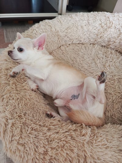 A small, light-colored Chihuahua is lying on its back on a fluffy, beige dog bed. The dog has large, erect ears and dark eyes. Its front paws are tucked near its chest, and its hind legs are extended upwards. A dark tattoo is visible on the dog's underside. The dog bed is positioned on a light-colored wooden floor, and in the background, a dark-colored piece of furniture is visible. The lighting suggests it is daytime. The dog appears relaxed and comfortable. No text is visible in the image.