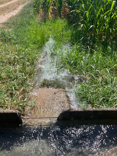 A close-up, overhead view captures irrigation water flowing through a concrete channel amidst tall green grass and corn stalks. The water, illuminated by sunlight, creates a turbulent cascade over a submerged stone structure, before collecting in a darker, more placid channel below. The scene is set outdoors, likely in a rural area given the presence of agricultural crops and the open sky implied by the lighting. The image is devoid of any human presence or activity. It is impossible to definitively determine the precise location within Castiglione delle Stiviere, Italy, from the visual information provided.