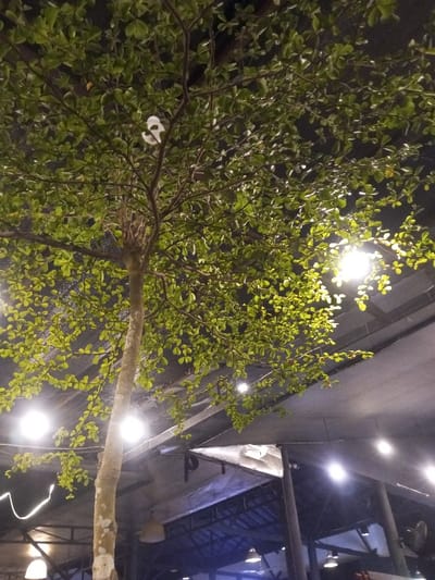 The image displays a nighttime scene within an indoor or semi-outdoor commercial establishment located in the city of Pontianak, Indonesia. A prominent tree with a slender light-colored trunk and numerous small, vibrant green leaves stands centrally, extending towards the top of the frame. A small, white, irregularly shaped object is lodged within the tree's upper branches. The area is illuminated by multiple bright, circular artificial light sources, several of which are visible on the left and right, casting a warm glow on the tree's foliage. The background reveals an industrial-style ceiling or roof structure, characterized by dark exposed metal beams, a dark overhead surface, and various suspended light fixtures, including a large, grey, bell-shaped pendant lamp. Sections of light-colored, possibly fabric or tarp, material are integrated into the ceiling design. No individuals are visible within the frame.
