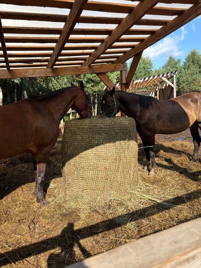 Two horses are standing under a wooden structure, likely a stable or shelter, in Vybolovo, Russia. The horses, one brown and one dark brown, are facing each other and eating from a large round bale of hay. The ground is covered in straw and mud. Sunlight streams through the open structure, casting shadows. In the background, trees and a portion of another wooden structure are visible. The sky is blue with some clouds.