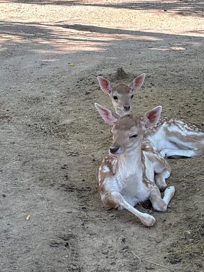 Two fawns are resting on the ground under the shade of trees. The fawn in the foreground is lying on its side, facing left, with its front legs extended. It has a light brown coat with white spots. The fawn in the background is also lying down, partially obscured by the fawn in the foreground, and is looking towards the camera. The ground is covered in dirt and small stones, with some dry grass scattered around. Sunlight filters through the trees, creating dappled shadows on the ground. The image appears to be taken outdoors in a natural or semi-natural environment, potentially a park or a wildlife reserve. There is no indication of the city of Dabnitsa, Bulgaria within the image itself.