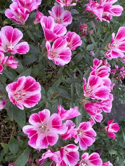 A close-up, top-down view shows a dense cluster of pink and white striped flowers, likely Godetia. The flowers are in various stages of bloom, with some fully open and others beginning to unfurl. Their petals exhibit a vibrant fuchsia pink color concentrated towards the center and along the veins, fading to a soft white at the edges. Delicate white stamens are visible in the center of the open flowers. The foliage is a deep green, providing a rich backdrop to the colorful blooms. The image appears to be taken outdoors, possibly in a garden or park setting in Kārsava, Latvia, given the presence of natural light and the context provided. The ground beneath the plants is not clearly visible but appears to be dark soil or mulch, with hints of dried leaves. There are no people or animals present in the scene.