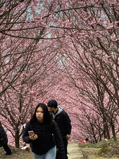 Two people stand on a path next to a short wall or stairs. The foreground is filled with blooming pink cherry trees, their branches creating a dense canopy. The person in the front has long dark hair and is wearing a black puffer jacket and light-wash jeans, holding a cell phone in their hand. The second person behind is also wearing a black jacket and a black cap with a light-colored hood showing.