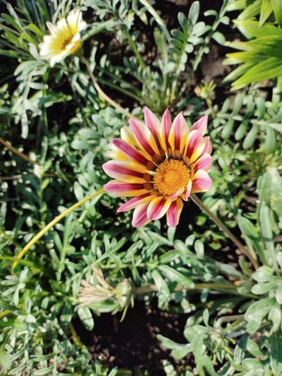 The image displays a close-up, overhead view of a vibrant, striped Gazania flower in bloom. The flower's petals exhibit a striking pattern of pink and yellow stripes, converging towards a bright orange center. The bloom is surrounded by lush green foliage and darker soil. In the background, another Gazania flower, primarily white with a yellow center, is visible and out of focus. The scene appears to be a garden or park setting, likely in the city of Shopino, Russia, given the context. No people or actions are depicted.