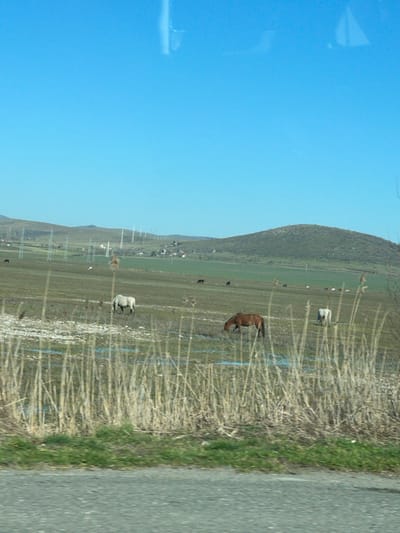 The scene depicts a rural landscape near the city of Laka, Bulgaria, under a clear, bright blue sky. In the immediate foreground, a dark gray asphalt road is visible, transitioning into a narrow strip of green grass. Beyond this, a dense cluster of tall, dry, light brown reeds occupies the lower midground. The midground is dominated by an expansive pasture featuring green grass, patches of lighter brown vegetation, and numerous shallow areas of standing water.

Within the pasture, three distinct horses are observed grazing: a light gray horse positioned towards the left, a brown horse on the right, and another lighter-colored horse partially visible on the far right. All three animals have their heads lowered, consistent with grazing. Several smaller, dark-colored equids are sparsely distributed further into the background of the field.

The background consists of rolling green hills that extend across the horizon. A small village is discernible among the hills in the left-to-central background, characterized by multiple buildings with light-colored walls and dark roofs. Numerous lattice-style power line towers are visible spanning the landscape, particularly along the base of the distant hills, indicating an electrical infrastructure. Faint outlines of wind turbines can be observed on the leftmost distant hill. A prominent, rounded green hill occupies the right side of the background. The upper third of the image is a clear, light blue sky, with a faint, vertical white streak present near the top center, indicative of a reflection.