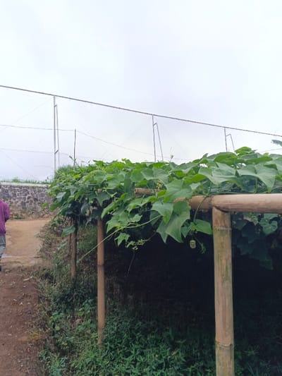 A green, leafy vine covers a bamboo structure, creating a shaded area. The bamboo poles support the overhead growth. Beyond the structure, a chain-link fence runs along the top of a retaining wall. A person in a purple shirt walks on a dirt path to the side. The sky is overcast. Ground cover and additional vegetation fill the space under the vine structure.