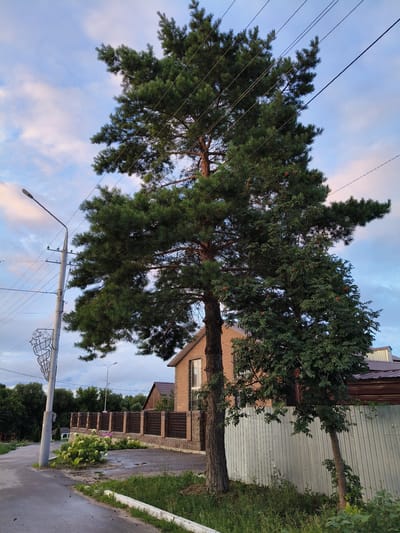 The image captures an outdoor scene, likely in Petrovsk, Russia, with a focus on a tall pine tree and a rowan tree in front of residential buildings. The sky is partly cloudy with hues of blue and pink, suggesting it might be late afternoon or early evening. A lamppost stands to the left of the frame, near a paved road.
The foreground shows a wet asphalt road with grass growing along the edges. A white concrete curb is visible. Behind the road, a decorative metal fence encloses a property with a brick house and a wooden fence. There are several trees and shrubs, including a large pine tree dominating the center and a rowan tree to its right, laden with red berries. Some light-colored flowering bushes are also present near the fence. In the background, more trees and parts of houses are visible, along with power lines crisscrossing the sky. No people are present in the image. The overall impression is a quiet, residential setting on a somewhat damp day.