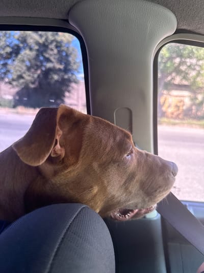 A medium shot shows a brown dog with floppy ears looking out the window of a vehicle, its mouth slightly open. The dog is positioned on a dark gray upholstered seat, and a light gray seatbelt crosses in front of it. The interior of the vehicle is visible, including the headliner and a portion of the door frame. Outside the window, trees with green foliage and a blurred background suggest a rural or suburban setting, consistent with the outskirts of Usatove, Ukraine. The lighting indicates it is daytime.