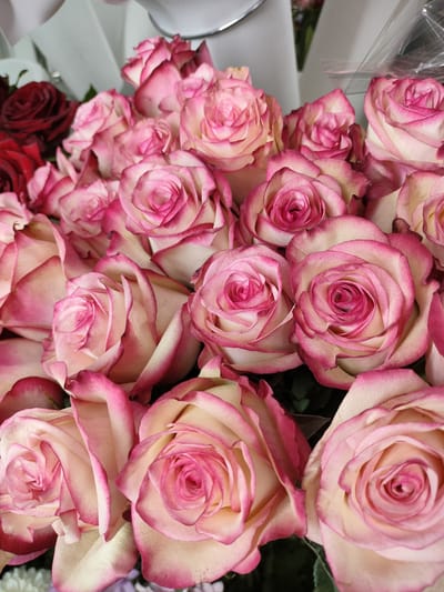 A close-up, overhead shot features a large bouquet of pink and white roses. The roses are tightly packed, with many in full bloom, showcasing their layered petals and vibrant pink edges that fade to a creamy white center. Some darker red roses are visible in the upper left portion of the image, contrasting with the dominant pink hue. The background is blurred, with hints of white paper wrapping the bouquet and some greenery. There are no people or discernible elements of the city of Kalach, Russia, present in the image.