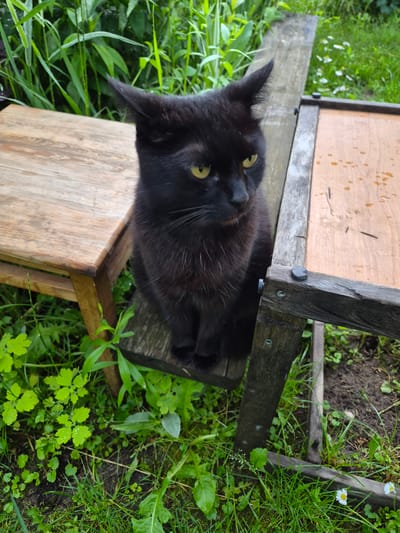 The scene is an outdoor setting in Hlevakha, Ukraine. A black cat with prominent yellow irises and sparse white whiskers is centrally positioned, sitting upright on a narrow, dark wooden plank. Its fur is dark, with some lighter grey hairs visible on the chest. To the left of the cat is a light-colored, rectangular wooden stool or table, exhibiting visible wood grain and surface wear. To the right, a darker, weathered wooden structure, possibly a low table or planter frame, features a lighter top surface with irregular dark spots and is secured by visible metal fasteners. The background is densely filled with tall green foliage. The foreground consists of green grass, various low-lying green plants, some bearing water droplets, and several small white daisy-like flowers with yellow centers are located in the lower right quadrant. No individuals are visible.