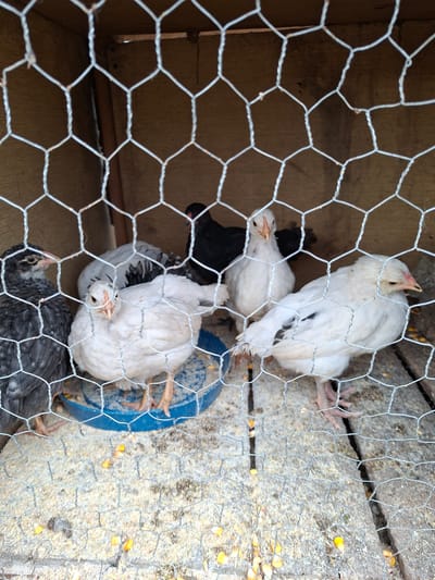 The image shows several young chickens of mixed white, black, and mottled plumage inside a wire-mesh cage. The cage is partially constructed of wood. Outside the cage, on a concrete surface, scattered pieces of yellow corn are visible. The location is not discernible from the image. There is no indication of the image being taken in Moshtanets, Bulgaria.