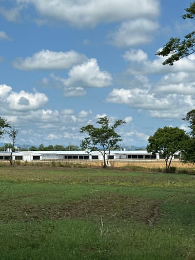 The scene depicts an outdoor rural or agricultural landscape under a partly cloudy sky, identified as being in the city of Las Marías, Mexico. The foreground consists of an uneven field with patches of green grass and areas of disturbed brown earth, suggestive of tilling or recent vegetation management. In the midground, a continuous line of at least five connected or adjacent single-story structures with white or light-colored facades is visible. These buildings feature dark, uniformly spaced rectangular openings along their length and have a light-colored, possibly metallic, roof structure. Several deciduous trees with green foliage are irregularly spaced in front of and around these structures. The background reveals a distant range of low-lying hills or mountains, partially obscured by atmospheric haze. Faint utility poles or power lines are discernible above the buildings. The sky, occupying the upper two-thirds of the image, is blue with numerous scattered white cumulus clouds. No human subjects or discernible actions are present within the frame.