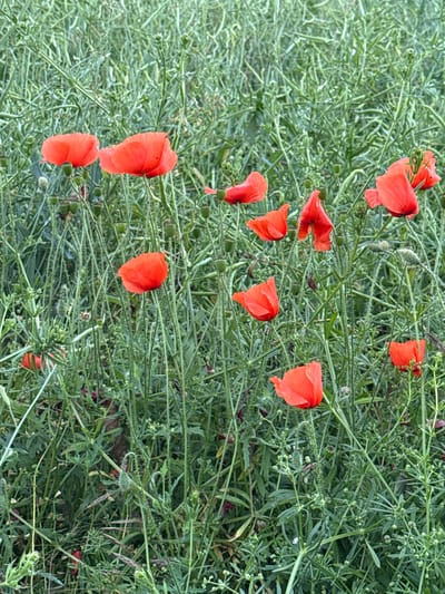 The image shows a close-up of a field of red poppies amidst green foliage. The poppies are various shades of red and are in different stages of bloom. Some are fully open, revealing their delicate petals, while others are still buds. The background is a dense mass of green stems and leaves, creating a natural and wild setting. The image appears to be taken outdoors, possibly in a rural area or a park. There are no people or animals visible in the image. The lighting suggests it is daytime, with soft, diffused light. The overall impression is one of natural beauty and tranquility. The location in the city of Wysiedle, Poland is not explicitly evident from the image itself, but the scene depicts a natural landscape that could be found in many locations.