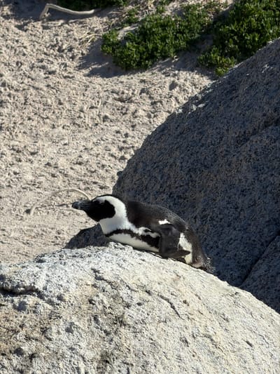 The image captures an African Penguin nestled between large, textured rocks in Simon's Town, South Africa. The penguin, oriented vertically within the frame, displays its characteristic black and white plumage. Its head and upper body are visible as it peeks out from a crevice. In its dark beak, the penguin holds a long, thin, light-colored piece of plant material, possibly a twig, suggesting nest-building activity.

The scene is bathed in bright natural sunlight, creating distinct shadows that indicate a clear, sunny day, likely during the mid-morning or afternoon. The surrounding terrain consists of light-colored, coarse sand or gravel. On the left side of the frame, patches of vibrant green, low-lying vegetation grow between the sandy areas and the darker rock. The rocks themselves are heavily textured, showing a rugged, weathered surface with varying shades of gray and white. There are no human subjects or visible text in the image.