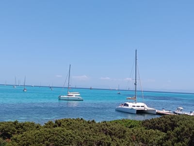 The image captures a serene coastal scene at Isthintini/Stintino, Italy, under a clear, bright blue sky. The foreground is dominated by lush, green, bushy vegetation. Beyond the vegetation lies a body of calm, clear turquoise water, gradually transitioning to a deeper blue further out. Numerous sailboats and catamarans are anchored or sailing in the water. One prominent white catamaran with two hulls is positioned in the mid-right of the frame, moored to a wooden jetty where a smaller white boat is also docked. Another white catamaran, similar in design, is visible in the mid-left of the image. Several other sailboats are scattered across the water, with some appearing closer to the horizon. In the far distance, a hazy coastline is discernible. The overall impression is one of a tranquil day at a scenic bay, likely a popular spot for sailing and leisure.