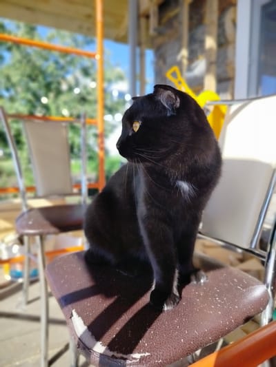 A black cat with yellow eyes sits on a brown chair in what appears to be an outdoor seating area with a blurred background of trees and structures. The cat is positioned in the center of the frame, facing left, with its tail wrapped around its body. A small patch of white fur is visible on its chest. The chair is made of brown material with a textured surface and metal legs. In the background, other chairs and a yellow object can be seen. The lighting suggests it is daytime, with sunlight casting shadows on the chair. The location is specified as Vazarki, Russia.