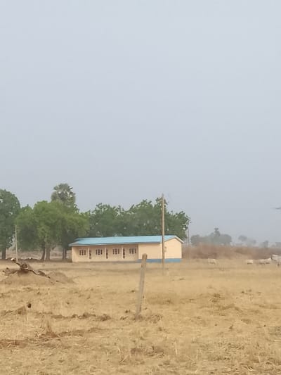 The image depicts a rural or semi-rural landscape in Jibam, Nigeria, under an overcast or hazy sky. The foreground and midground consist of dry, straw-colored terrain with sparse vegetation and disturbed patches of soil. A fallen log or tree stump is visible in the left foreground.
In the midground, a single-story, rectangular building with a light cream-colored facade and a light blue roof is present. The building features multiple evenly spaced rectangular windows along its visible side and has a dark trim or base line along its bottom exterior wall. A line of green-leafed trees forms a backdrop behind the building, with a taller, less dense tree (possibly a palm) visible further left.
Two wooden utility poles are visible: one in the left foreground and another to the right of the building, further back. To the far right, in the dry field, several light-colored cattle are scattered, appearing to graze or stand. No human subjects are discernible.