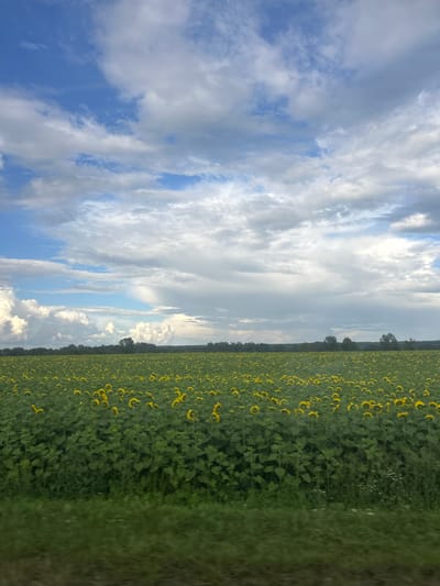 The image captures a vast field of sunflowers stretching towards a distant tree line under a dynamic sky. The sunflowers, with their bright yellow petals, are densely packed, creating a vibrant yellow carpet that fills the lower two-thirds of the frame. Their green leaves and stems form a thick, verdant undergrowth. The horizon is marked by a line of trees, some appearing taller and more prominent than others, set against a backdrop of an expansive sky. The sky is a mix of bright blue patches and large, billowing white and gray clouds. The clouds are varied in their density and texture, with some appearing fluffy and bright, illuminated by sunlight, while others are more shadowed and dramatic. In the foreground, a strip of blurred green grass suggests movement, possibly from a vehicle. The overall scene conveys a sense of rural expanse and natural beauty, characteristic of the countryside around Izh-Boyki, Russia. There are no people or animals visible in the image.