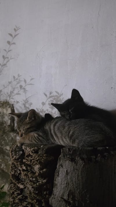 Two kittens are sleeping on a rough-textured tree stump against a white, textured wall. A tabby kitten is in the foreground, curled up and sleeping. Behind it, a black kitten is nestled, also asleep, with its head resting on the tabby kitten's back. The wall behind them has a faint shadow of leaves and branches. The environment appears to be outdoors, possibly in a yard or garden. There is no indication of the city of Rogachevo, Bulgaria in the image.