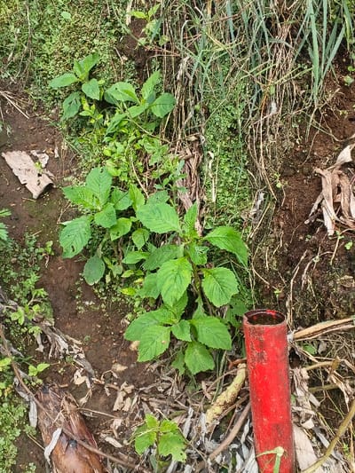 A patch of overgrown vegetation dominates the scene. Lush green plants with broad leaves grow densely from the brown earth. Drier, straw-like grass and dead banana leaves are scattered around. A red metal pipe stands among the foliage, adding a man-made element to the natural setting. Small green plants cover the soil, creating a verdant ground cover.