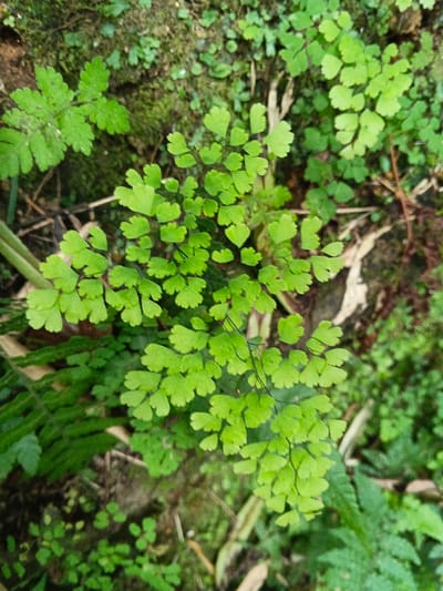 The image displays a close-up, top-down view of dense ground vegetation in Bangalum Bridge, Papua New Guinea. The foreground is dominated by a cluster of delicate, light green fern fronds, characterized by numerous small, fan-shaped leaflets attached to dark, slender stems. Surrounding this central plant are various other green plants, including larger fern fronds with broader segments, smaller groundcover plants with rounded leaves, and areas of obscured dark soil or moss. The scene is richly verdant, indicative of a lush, natural environment under soft, diffuse natural lighting. No people, objects other than plant life, or explicit actions are present.