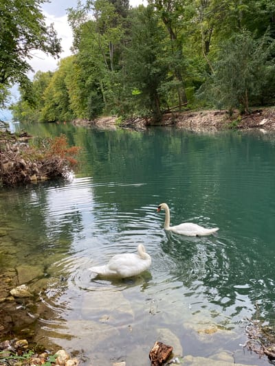 The image depicts two white swans swimming in a tranquil, teal-colored body of water, possibly a lake or river. The water is clear enough in the foreground to see submerged rocks and pebbles along the shoreline. The shoreline is lined with lush green trees and vegetation, creating a natural and serene environment. In the background, more trees and a lightly clouded sky are visible. The presence of natural elements and the clear water suggest a location in an area with abundant natural beauty. The scene is set in the municipality of Cortaillod, Switzerland, a region known for its proximity to Lake Neuchâtel and its picturesque landscapes.