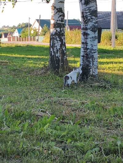 A white and gray cat stands on a grassy lawn near two birch trees. The cat is facing away from the camera, looking to the right. In the background, several houses with red-tiled roofs and fences are visible, suggesting a rural or suburban setting. The time of day appears to be late afternoon, as indicated by the warm, golden light casting long shadows. The weather seems pleasant, with clear skies. The overall scene is tranquil and peaceful.