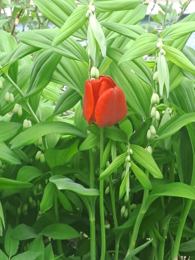 The image depicts a close-up of a red tulip in full bloom surrounded by dense green foliage, likely in an outdoor setting. The location, Bel'kovo, Russia, cannot be verified solely from the image. No people, specific subjects beyond the flower, objects beyond the surrounding plants, or actions or interactions are visible. The environment is primarily defined by the lush green vegetation.