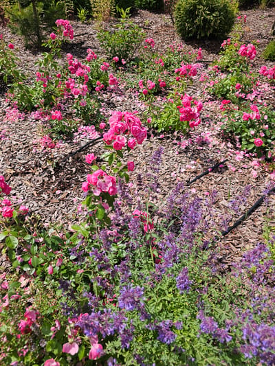 The image shows a garden bed filled with pink roses and purple flowers, likely catmint, on a sunny day. The ground is covered with wood chips, and several black irrigation tubes are visible. In the background, there are various green shrubs and plants, and some fallen pink rose petals are scattered across the wood chips. The scene appears to be located in the city of Berezka, SNT (Krasnogorsky District, Russia). There are no people or animals present in the image.